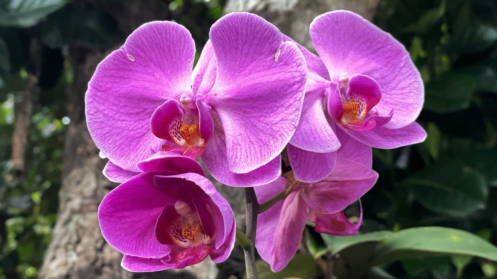 Aidez vos orchidées à prospérer et à fleurir avec un remède naturel de votre cuisine
