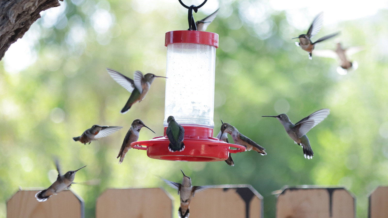 Comment encourager plus de colibris à venir dans votre cour avec une vieille branche d&rsquo;arbre