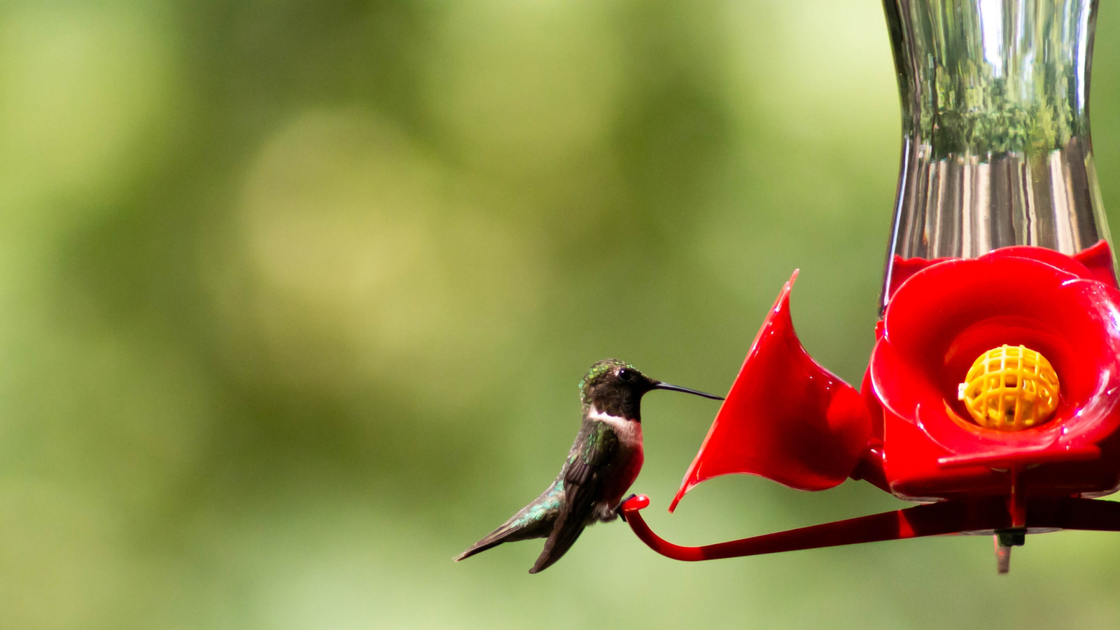 L'insecte apparemment inoffensif que vous ne voulez pas trouver sur votre mangeoire à colibri