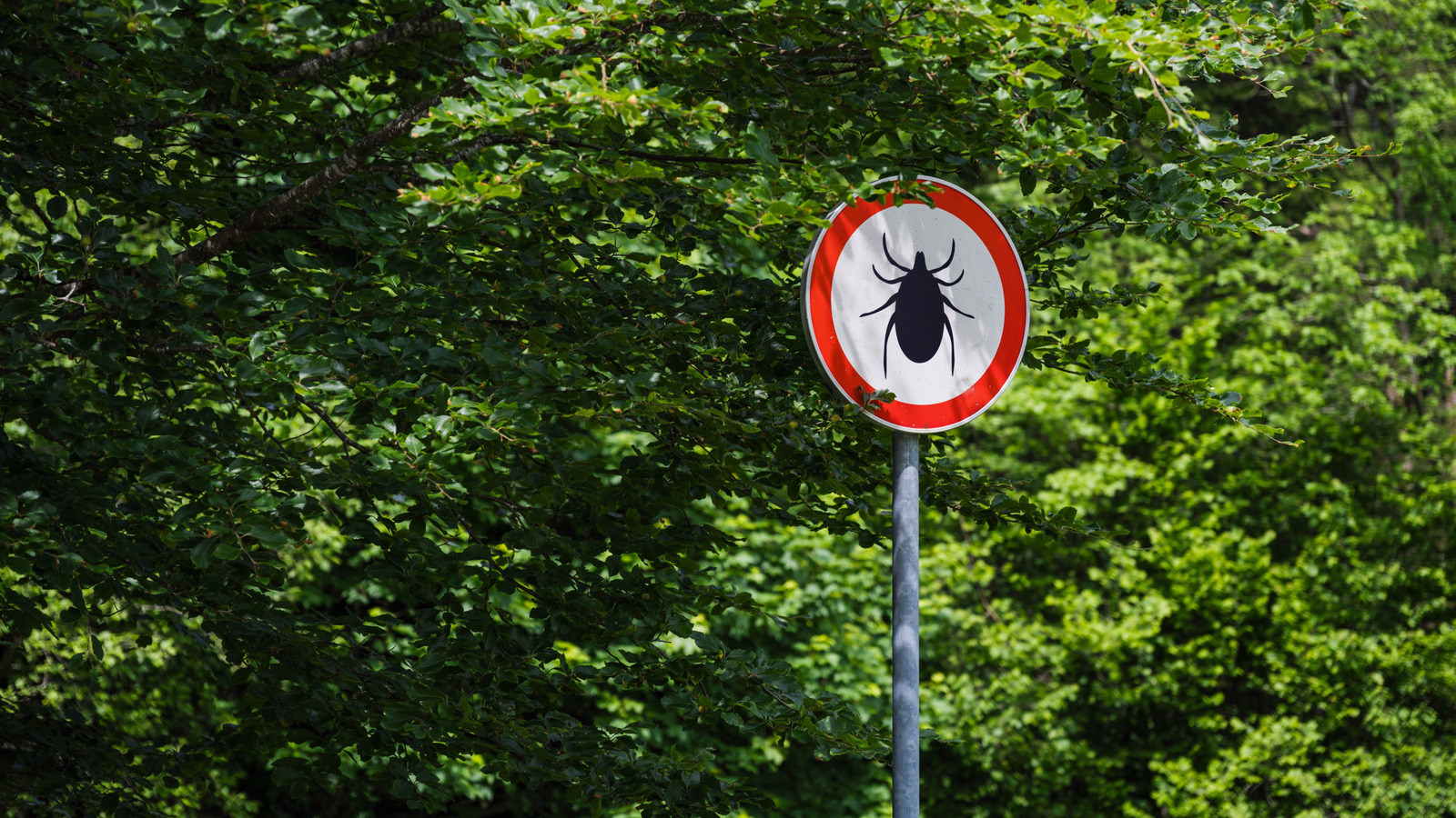 Gardez les tiques à l&rsquo;écart cette saison avec un répulsif de bricolage qui ne nécessite que 3 ingrédients