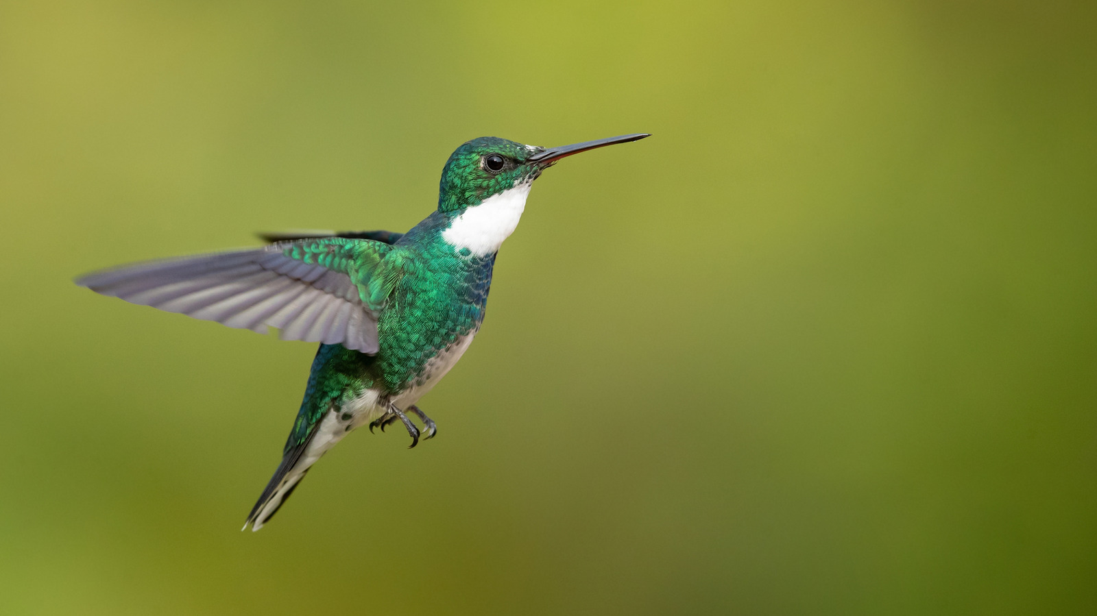 La magnifique fleur que vous devriez planter pour attirer des colibris même sans mangeoire