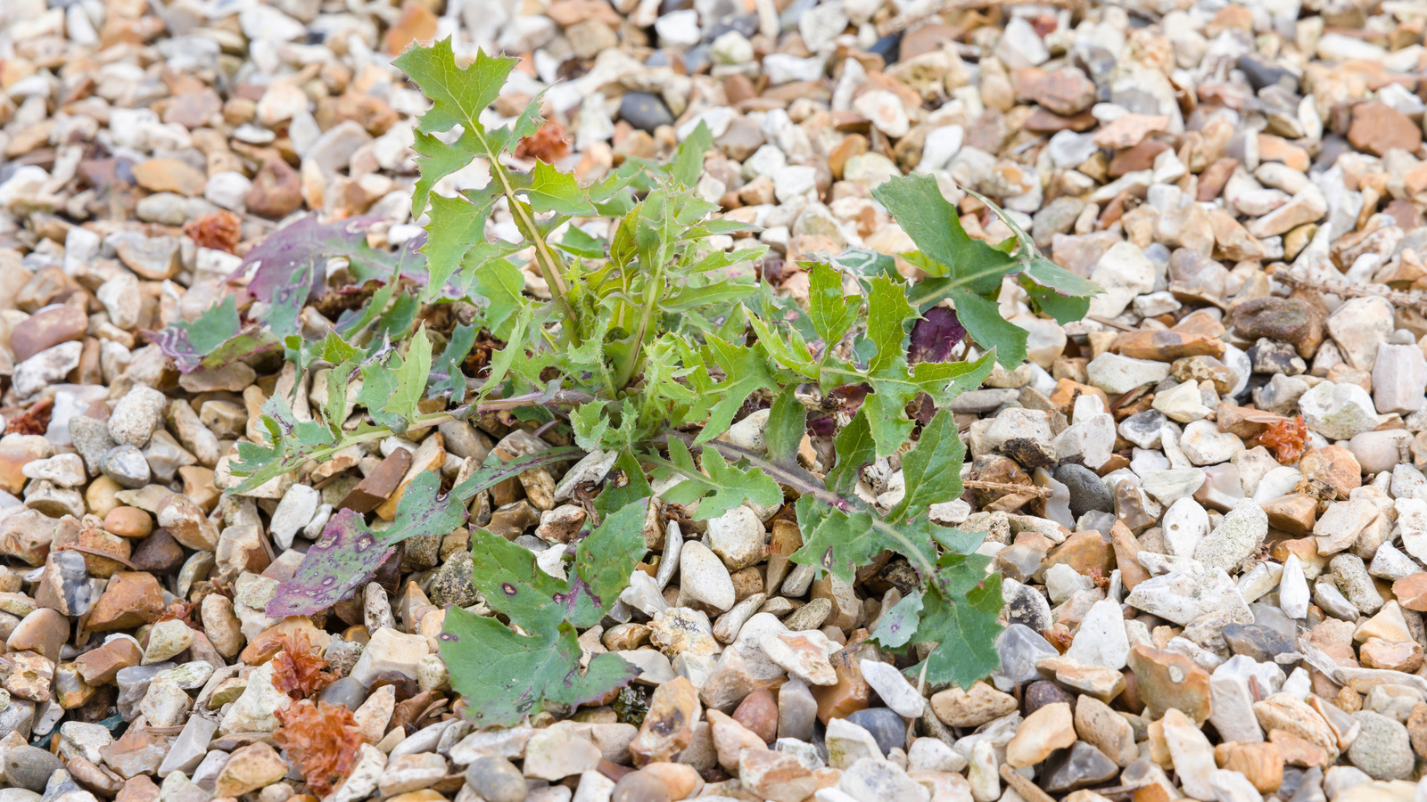 La pointe peu connue dont vous avez besoin pour empêcher les mauvaises herbes de grandir dans le gravier