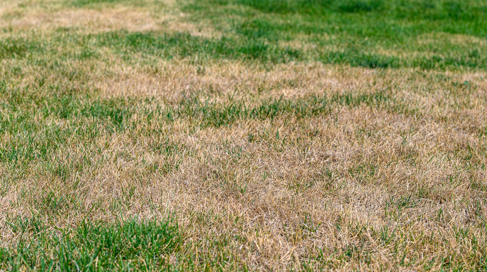 L'alternative à faible entretien qui transformera votre paysage