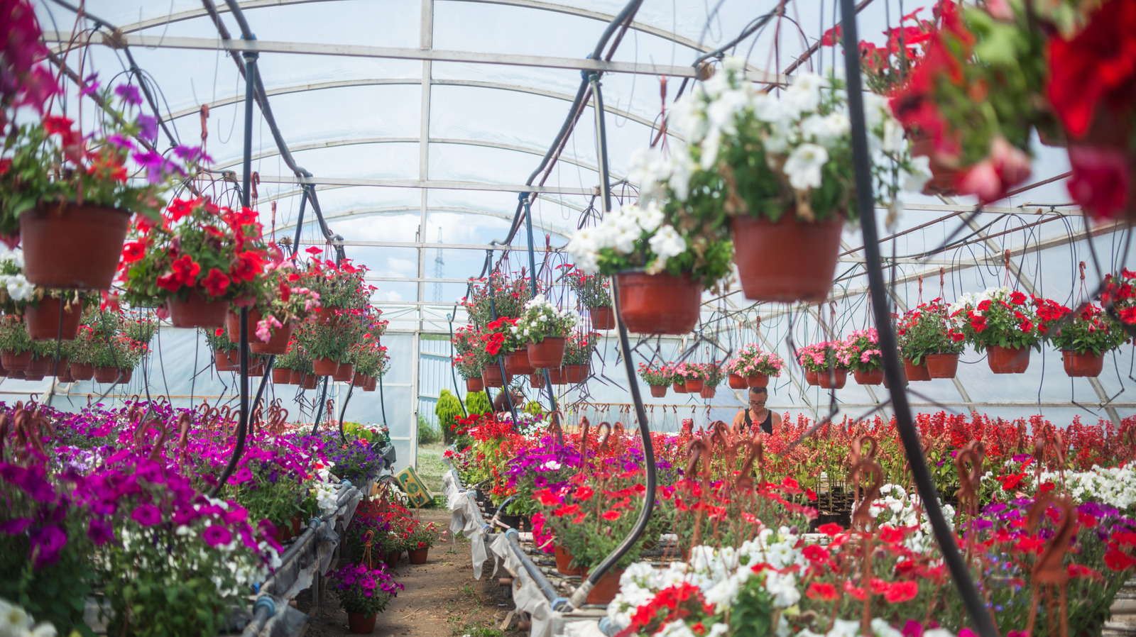 Les 12 meilleures fleurs tolérantes à la chaleur pour de magnifiques paniers suspendus