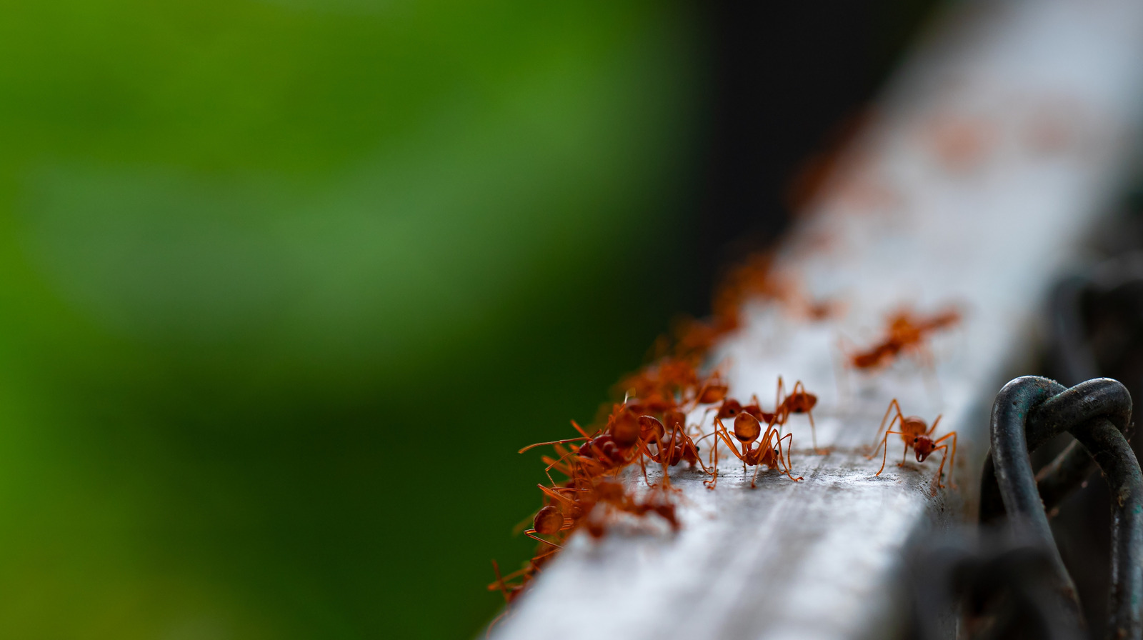 Gardez les fourmis hors de votre mangeur de colibri avec un piratage rapide et abordable